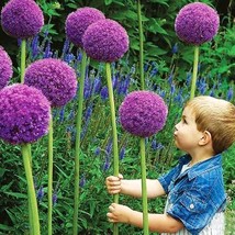 THJAR 40 Giant Allium Seeds Globemaster Allium Giganteum Onion Chive Seed - $9.98