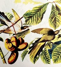 Yellow Bill Cuckoo 1950 Lithograph Art Print Audubon Bird First Edition DWU14D - £23.62 GBP