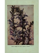 Vintage 1922 Print Blue Cardinal Ironweed 2 Side Flowers You Should Know - $372.45 MXN