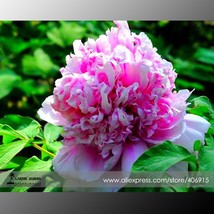  &#39;Purple Chief&#39; Shiny Peony Shrub Flower 5 Light E3368 Seeds - £4.68 GBP