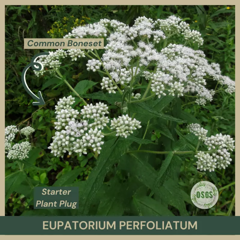 Starter Plant Plug Eupatorium perfoliatum Common Boneset Plant - $19.79