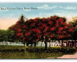 Reale Poinciana Albero IN Bloom Florida 1915 DB Cartolina Q22 - $3.03