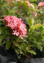 Live Plant Ixora Dwarf Pink Plant Live Flower For Your Home Garden OSAM - £107.81 GBP