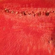 HeirloomSupplySuccess 10 Heirloom Dixie lee Watermelon seeds  - $3.99