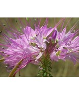 FMG Cleome Serrulata Rocky Mountain Bee Plant 50 Seeds Fast Grow - $21.16