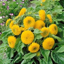 Dwarf Sungold Sunflower 20 Seeds~34Ft Tall~~Perfect For PotsFrom US - $8.35