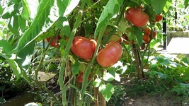 100 Brandywine Pink Tomato Seeds, Outdoor Plant, Vegetables Plant - $9.99