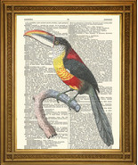 ANTQUE BIRD PRINTS: Ostrich, Pheasant, Toucan, Eagle, VINTAGE DICTIONARY... - £6.47 GBP