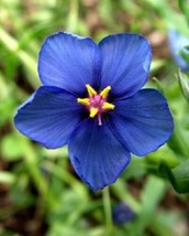 60 SEEDS ANAGALLIS BLUE PIMPERNEL FLOWER HEIRLOOM SEEDS ENSURE RAPID LUS... - £6.38 GBP