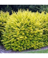 Ligustrum x vicaryi - Golden Vicary Privet - 4&quot; Pot Size - £18.65 GBP