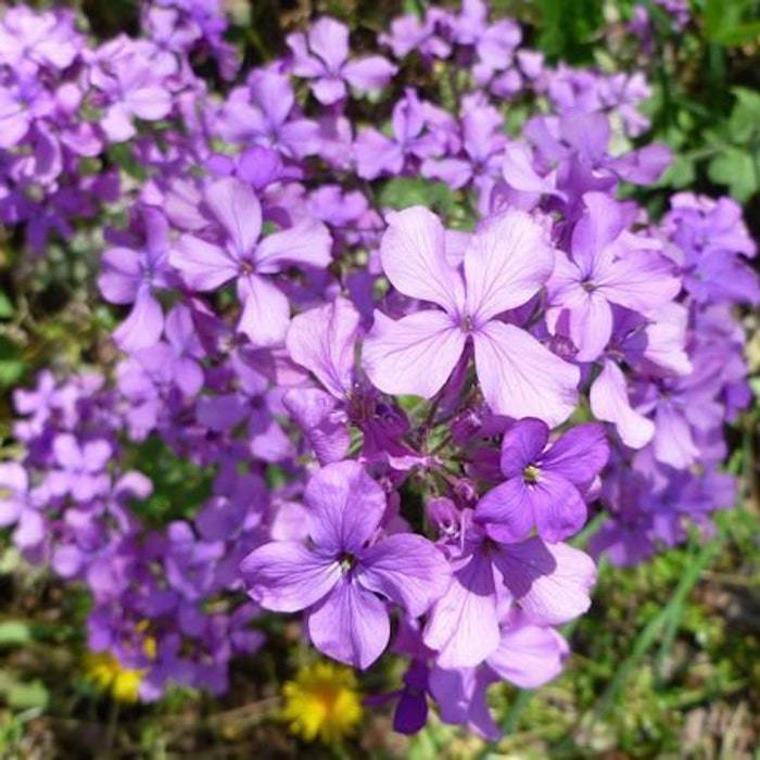 New Fresh Seeds 75 Moneyplant Lunaria Annua Flower Seeds - $1.98