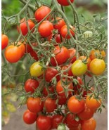 Red Centiflor Tomato Seeds | Organic FRESH - £9.17 GBP