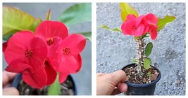 7&quot; WELL ROOTED LIVE PLANT THAI RED CROWN OF THORNS BIG SIZE FLOWERS EUPH... - $33.99