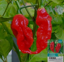 50 Seeds, Chili Devils Tongue Red Hot Pepper Seeds YQ-1001 - £19.58 GBP