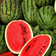 CLK Jubilee Improved Watermelon Seeds 5 Seeds 1040 - £3.51 GBP