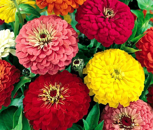 ZINNIA DAHLIA MIX Zinnia Elegans - 1,000 Bulk Seeds - $33.88