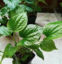 50 Seeds Organic Indian Betel Leaf Piper Lolot Tall Antioxidantpaan Leaf Plant G - £11.46 GBP