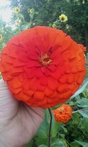 Item image 1 image 1