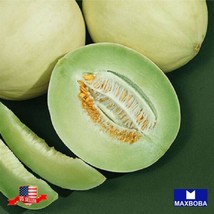 Nongmo 35 Honeydew Green Flesh Melon Seeds Heirloom Garden Us Seller - £3.15 GBP