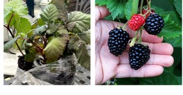 Live Berry Plants - 5 Triple Crown Blackberry Bushes/Shrubs - Ships Bareroot - £104.57 GBP