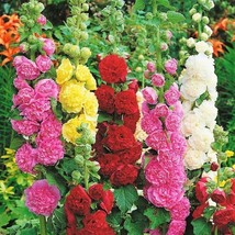 USA SELLER 40 Hollyhock Summer Carnival Seeds Fast Shipping - £9.25 GBP