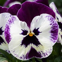 30 Pansy Karma Violet With Face Seeds Flower - £14.40 GBP