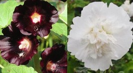 Hollyhock Tuxedo Mix White Double Black Single Blooms Biennial 50 Seeds From US - £8.25 GBP