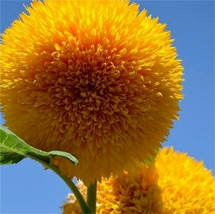 Hot 25 of  Teddy Bear Sunflower Seed Semi Dwarf Helianthus Seeds - £11.90 GBP