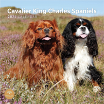 2024 Cavalier King Charles Spaniels Monthly Wall Calendar by Bright Day, 12 X 12 - £8.86 GBP