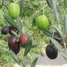 Olive Tree - &#39;Manzanillo&#39; - Olea Europaea - live plant - £32.75 GBP