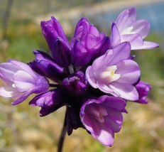 30 Pc Seeds Wild Blue Hyacinth Flower, Dichelostemma Pulchellum Seeds | RK - £12.55 GBP