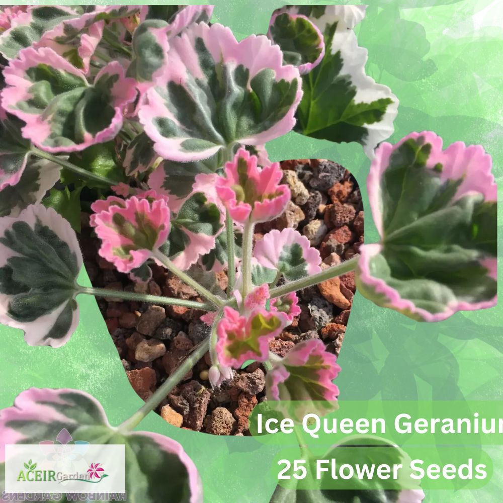 25 Ice Queen Geranium Seeds – Icy White &amp; Pink Blooms – Regal Pelargoniu... - $11.90