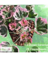 25 Ice Queen Geranium Seeds – Icy White &amp; Pink Blooms – Regal Pelargoniu... - $16.27 CAD