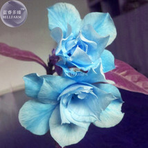 Adenium Sky Blue Petal Flower Bonsai Seeds, 2 Of,10-layer big blooms home garden - £6.75 GBP