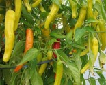 25 Hungarian Yellow Wax Hot Pepper Seeds Fast Shipping - $8.99