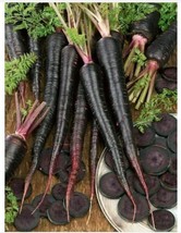 20 Seeds Carrot Black Nebula Grow Quick Heirloom Seeds Excel - $8.35