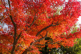 10 Red Japanese Maple Tree Ornamental Acer Palmatum Seeds - £11.26 GBP