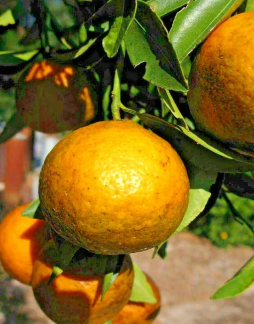New Listing10 Changsha Mandarin Seeds Citrus Reticulata &#39;Changsha&#39; Fresh Garden - £14.15 GBP