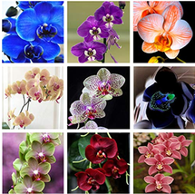 New Fresh 200 Pcs Phalaenopsis Orchid Bonsai Butterfly Orchid Potted Pla... - $4.45
