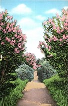 Vintage 3.5x5.5 Postcard Garden when Crepe Myrtle ~ General Andrew Jackson Home - £2.32 GBP
