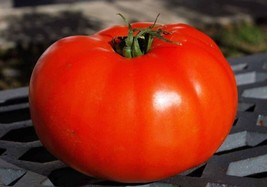 GIB 50 Seeds Easy To Grow Holland Tomato Juicy Vegetable Tomatoe - $9.00