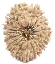 Rare 18 Mukhi Rudraksha - Nepal - 24 mm - IGL Certified - £4,020.71 GBP