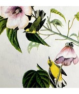 Blue Winged Warbler 1950 Lithograph Art Print Audubon Bird 1st Edition D... - $552.13 MXN