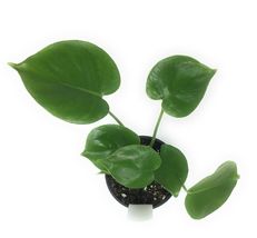 Swiss Cheese Plant Monstera deliciosa 4&quot; Pot - living room - houseplant - £36.76 GBP