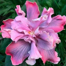 Marianne Charleton**Small Rooted Tropical Hibiscus Starter Plant**Ships Bare Roo - $29.99