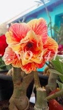 2 Adenium Seeds Double Flowers Desert Rose Golden Flowers with Rose Red Stripes - £5.41 GBP