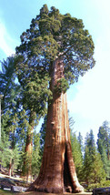 Giant sequoia, Sequoiadendron giganteum redwood forest TREE wood seed -10 seeds - £7.29 GBP