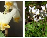 50 Seeds Dutchman&#39;s Breeches Dicentra cucullaria Garden - £30.24 GBP