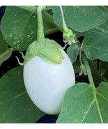 White Egg Eggplant Seeds, NON-GMO, Garden Egg, Heirloom, FREE SHIPPING - $2.69 CAD+