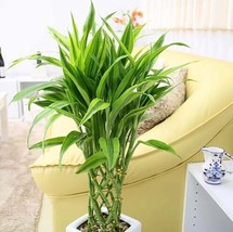 20pcs 100% Genuine Rare  Lucky-Bamboo seeds Anti Radiation Absorb dust tree seed - £6.41 GBP